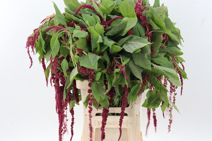 <h4>Amaranthus cau Red Cord</h4>