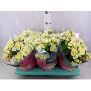 Begonia elat. HL 'Valentino White'