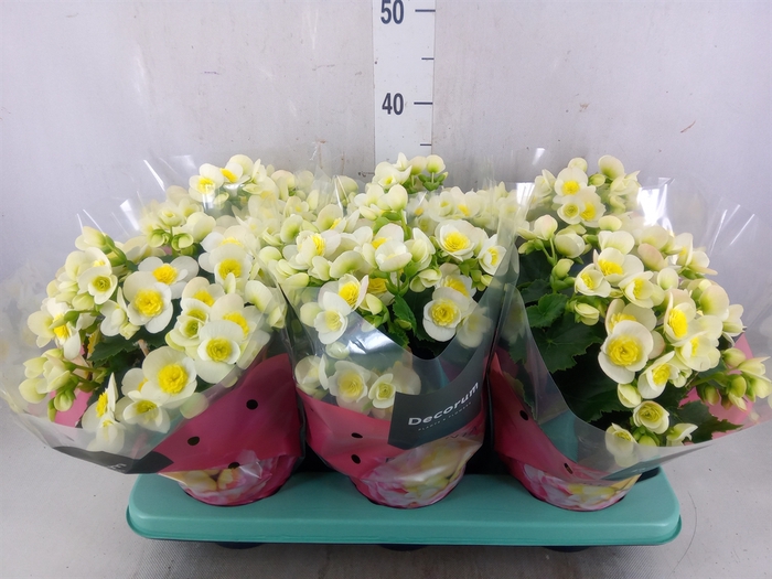 <h4>Begonia elat. HL 'Valentino White'</h4>