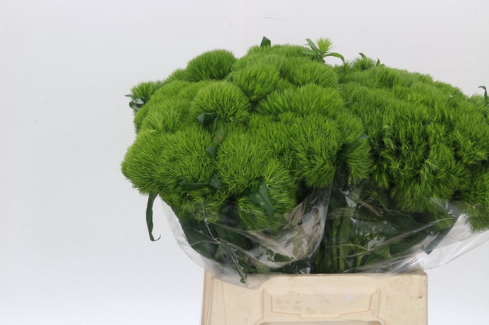 <h4>Dianthus Br Green Wicky</h4>