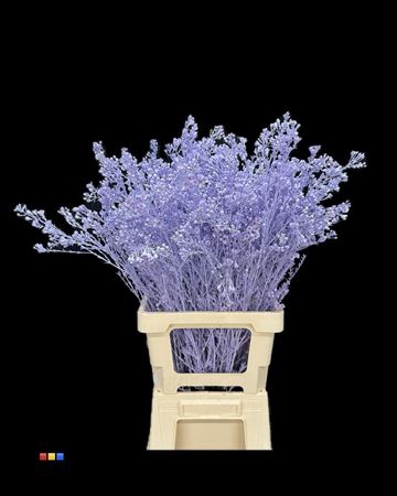 Waxflower Light Milka