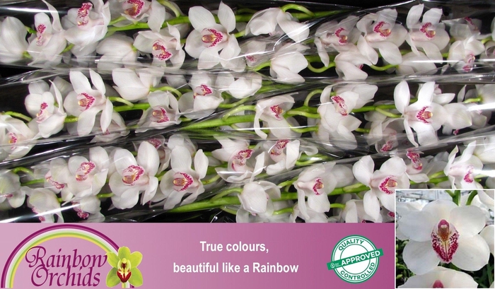 <h4>CYMB T VANITY</h4>