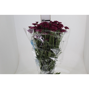 CRISANTEMO SANTINI QUINTY 080 CM