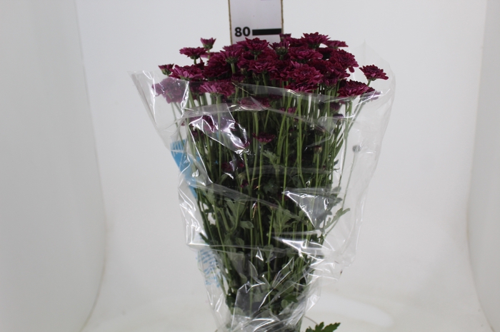 <h4>CRISANTEMO SANTINI QUINTY 080 CM</h4>