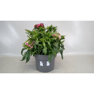 Dianthus barb.