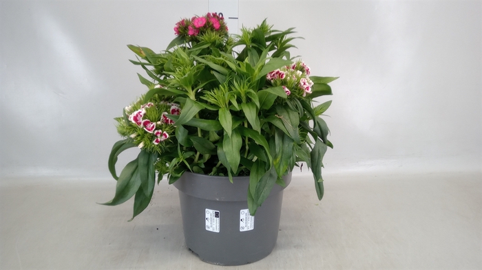 <h4>Dianthus barb.</h4>