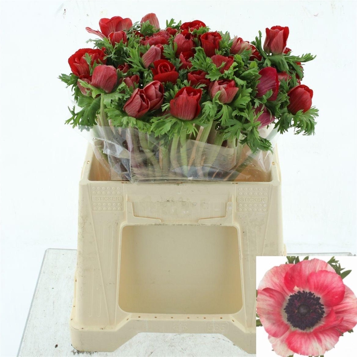 <h4>ANEM CO MIS + RED</h4>