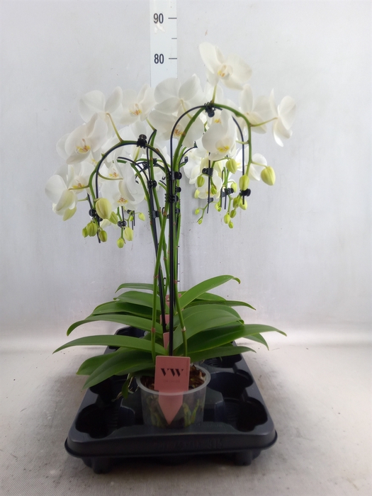 <h4>Phalaenopsis   ...white</h4>