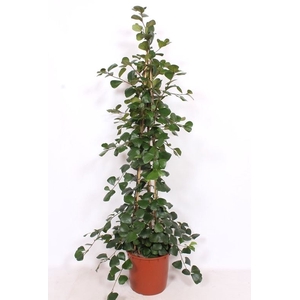 Ficus Trinova