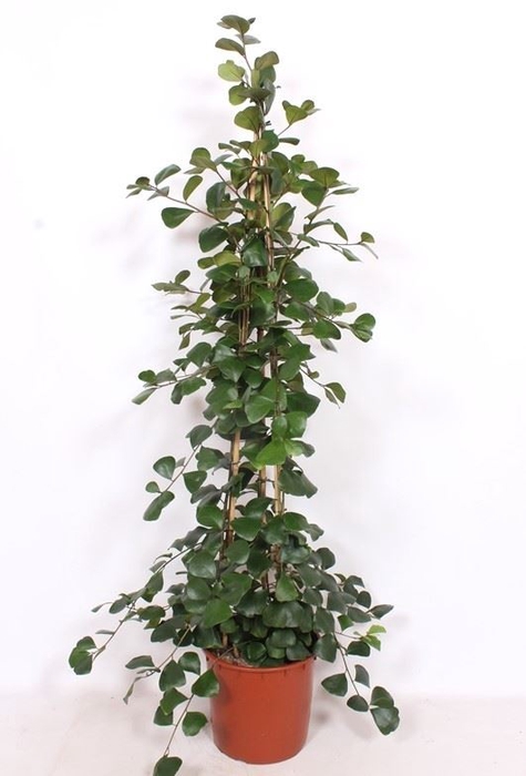 <h4>Ficus Trinova</h4>