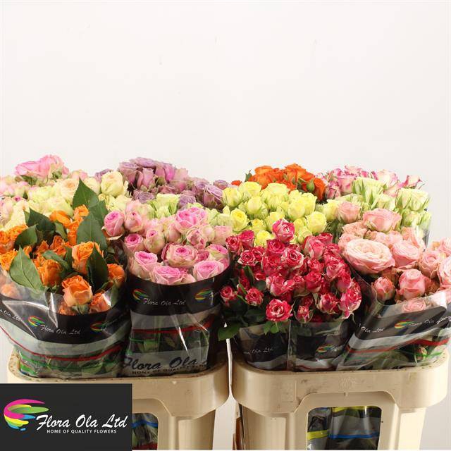 <h4>R Tr Mix X50 Flora Ola</h4>