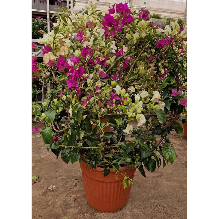 <h4>BOUGAINV OV</h4>