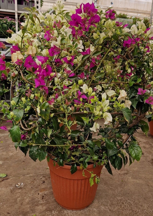 <h4>BOUGAINV OV</h4>