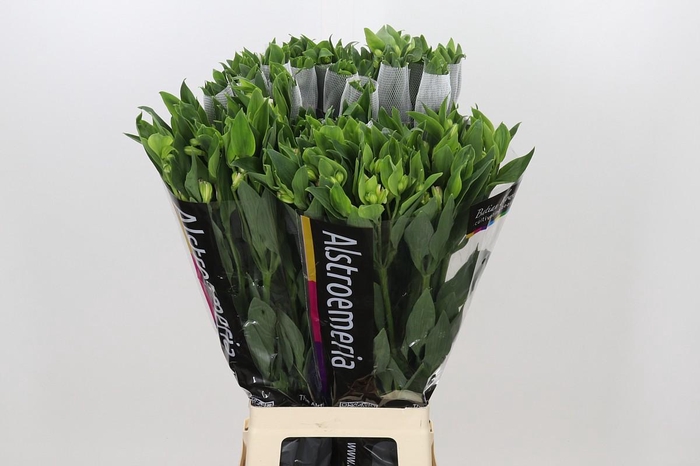 <h4>Alstroemeria Florinca Charmelia Pink</h4>