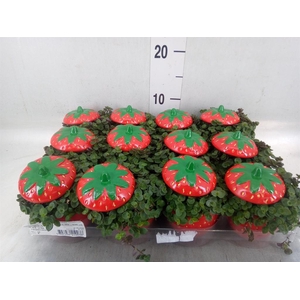Callisia repens