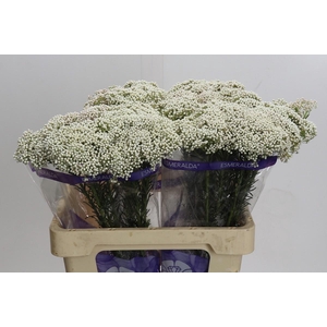 Ozothamnus Cooks Snow White