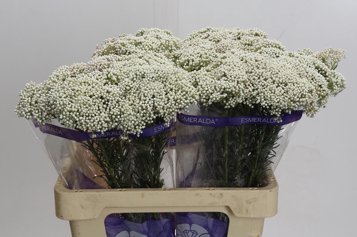 <h4>Ozothamnus Cooks Snow White</h4>