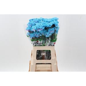 Di St Tinted BubbleGum