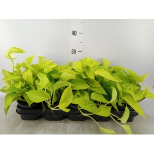 Epipremnum pinn. 'Golden Pothos'