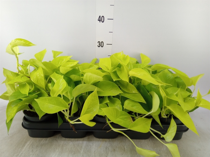 <h4>Epipremnum pinn. 'Golden Pothos'</h4>
