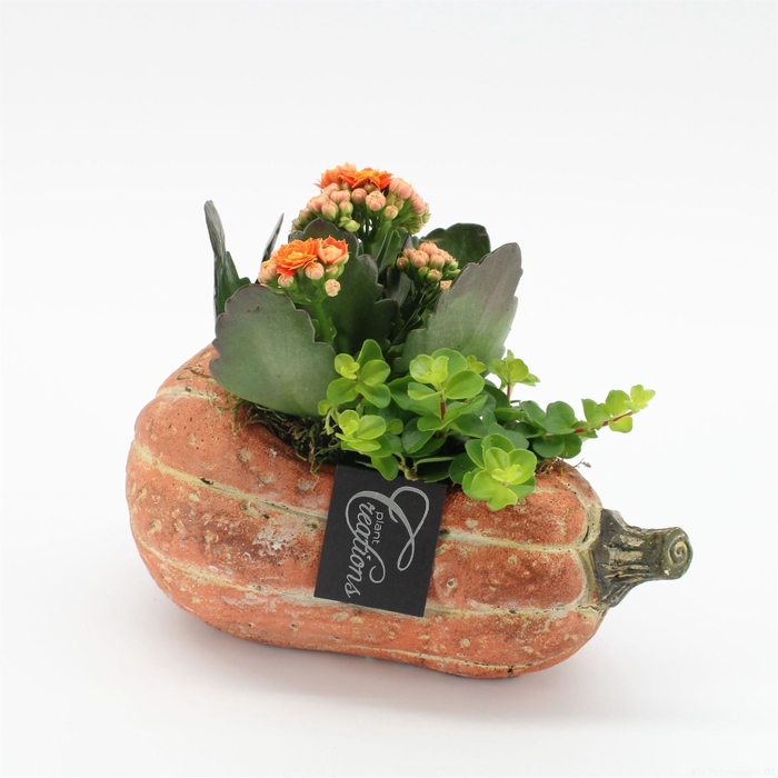 <h4>Arr.   Kamerplant Bloei L%</h4>
