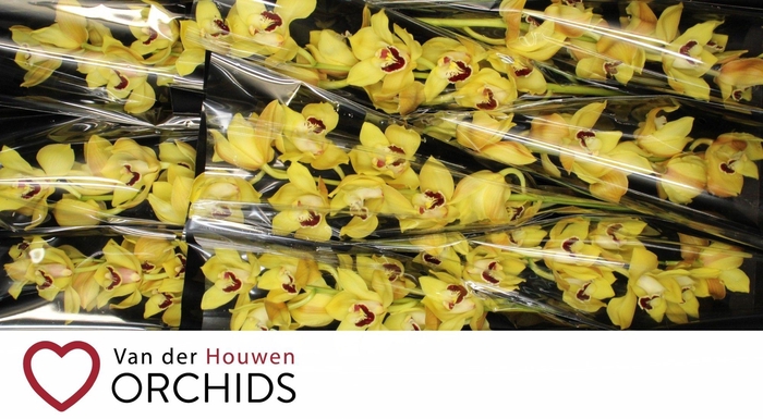 <h4>Gymer Cooksbridge</h4>