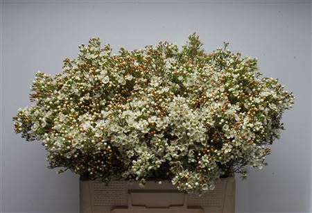 <h4>Chamelauc Dawn Pearl</h4>