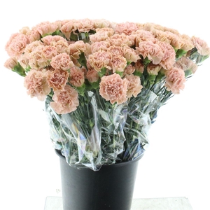 Di St Lege Marrone X 160