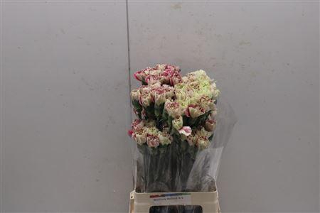 <h4>Di St Heidy</h4>