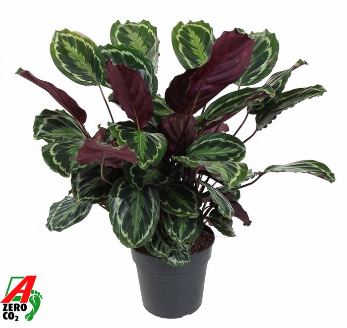 <h4>Calathea Medaillon</h4>