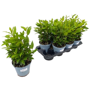 Laurus nobilis