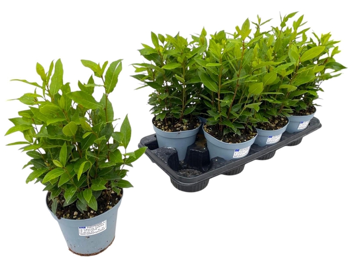 <h4>Laurus nobilis</h4>