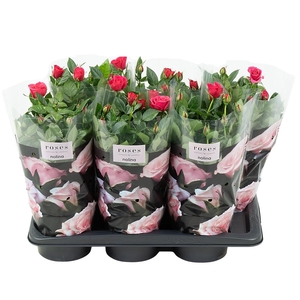 Nolina Roses Ø 17 cm Deep pink st. 0-1