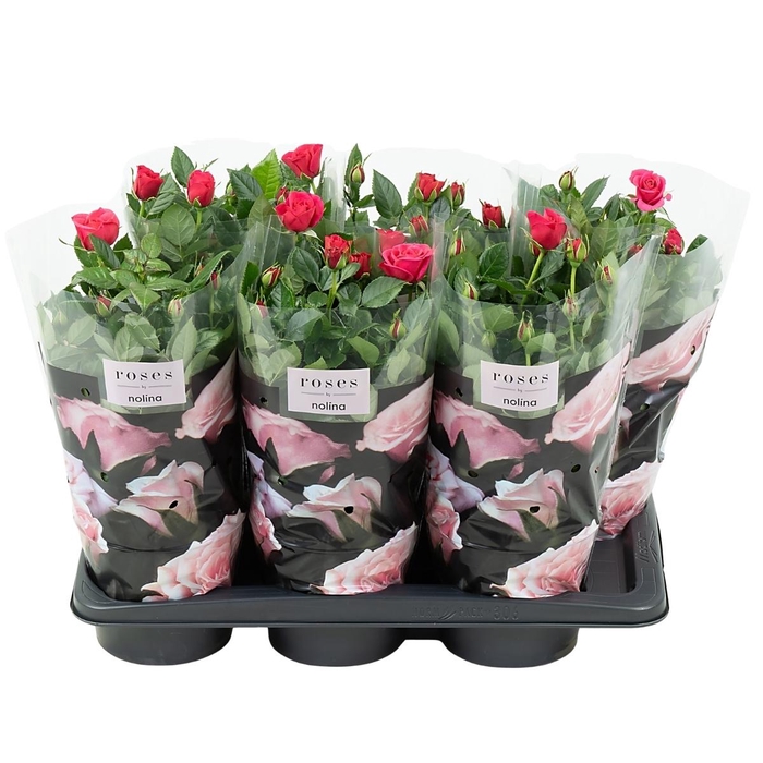 <h4>Nolina Roses Ø 17 cm Deep pink st. 0-1</h4>