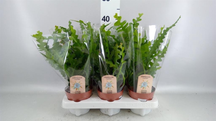 <h4>Epiphyllum anguliger</h4>