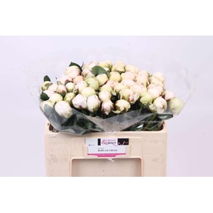 Paeonia Bowl Of Cream | Heavy Quality