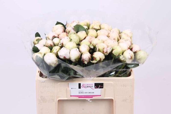 <h4>Paeonia Bowl Of Cream | Heavy Quality</h4>