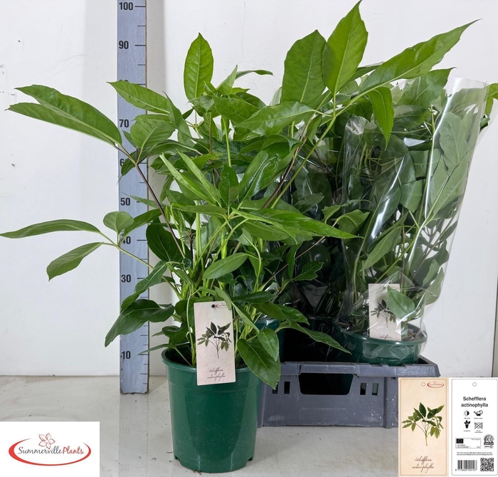 <h4>SCHEF ACTINOPHYLLA</h4>