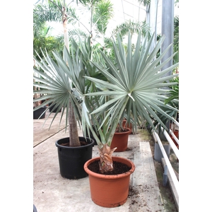 Bismarckia nobilis