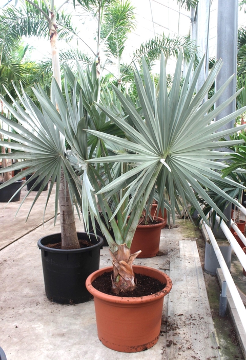 <h4>Bismarckia nobilis</h4>