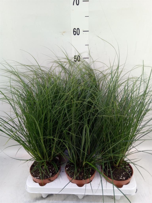 <h4>Carex brunnea</h4>