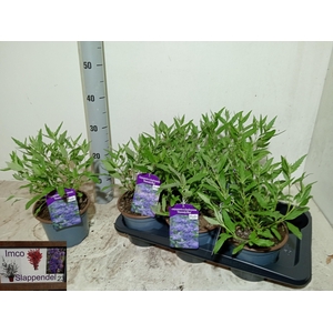 CARYO CL HEAVEN BLUE