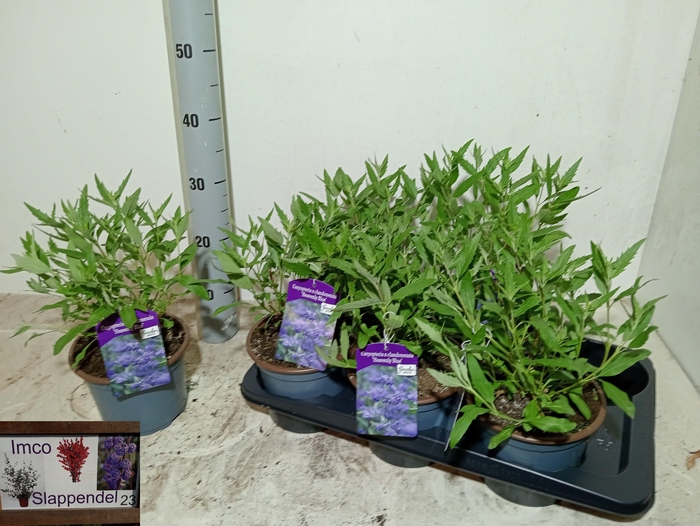 <h4>CARYO CL HEAVEN BLUE</h4>