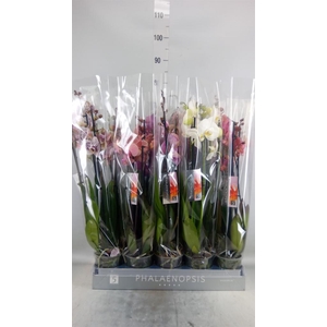 Phalaenopsis   ...mix  7
