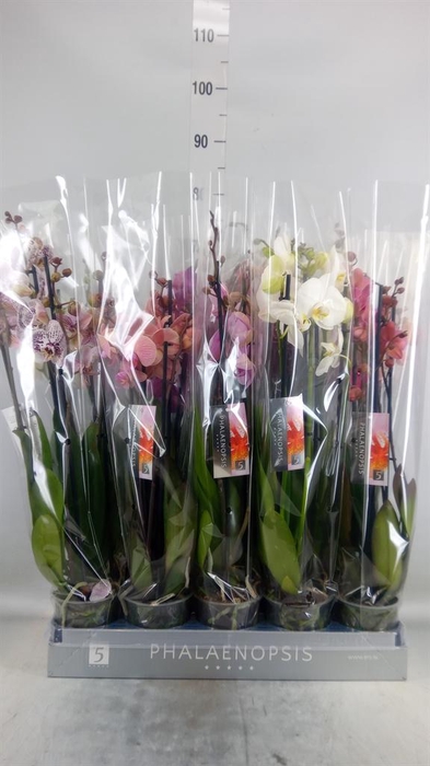 <h4>Phalaenopsis   ...mix  7</h4>
