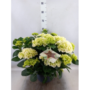 Hydrangea mac.