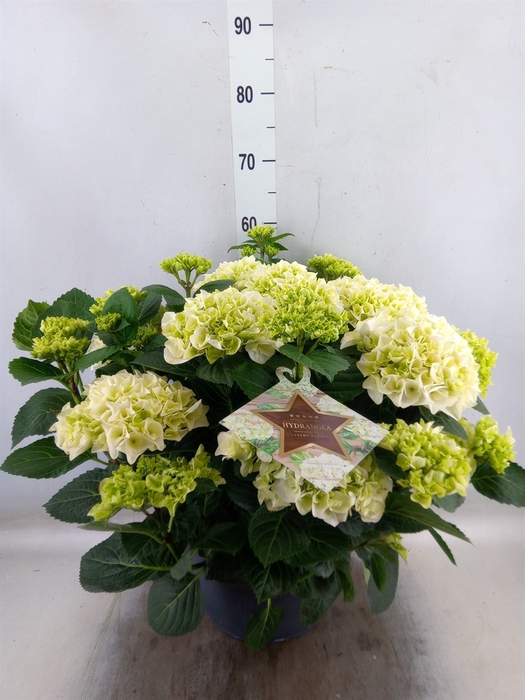 <h4>Hydrangea mac.</h4>