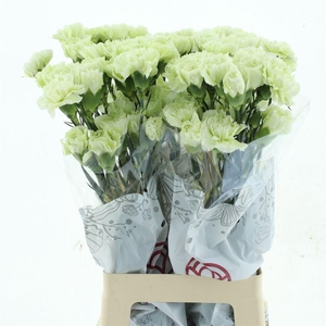 Di St Col Marty Green