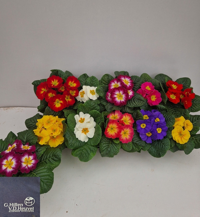 <h4>PRIM AC GEM</h4>