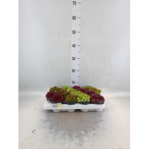 Sempervivum   ...